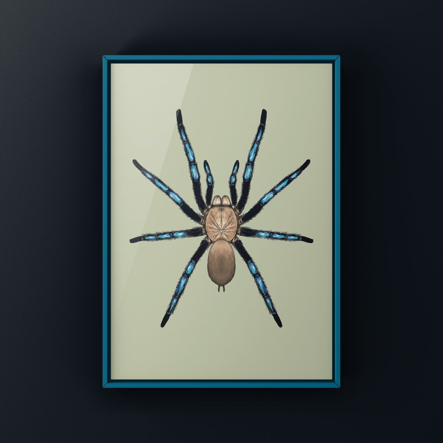 Neon Blue Leg Tarantula, Birupes Simoroxigorum, Photographic Art Print from The Silk Ranch