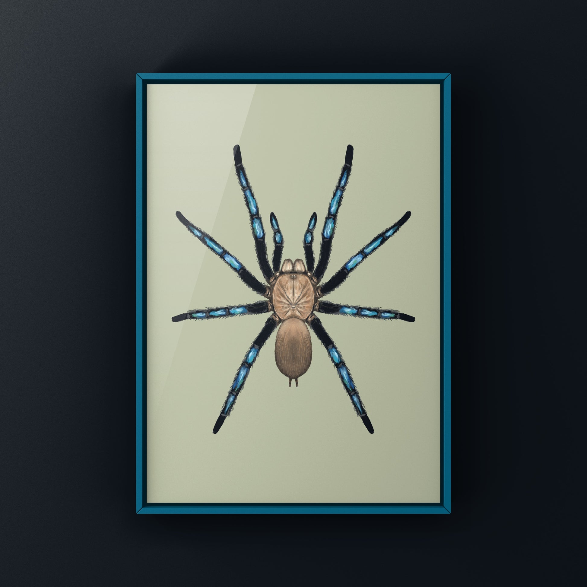 Neon Blue Leg Tarantula, Birupes Simoroxigorum, Photographic Art Print from The Silk Ranch