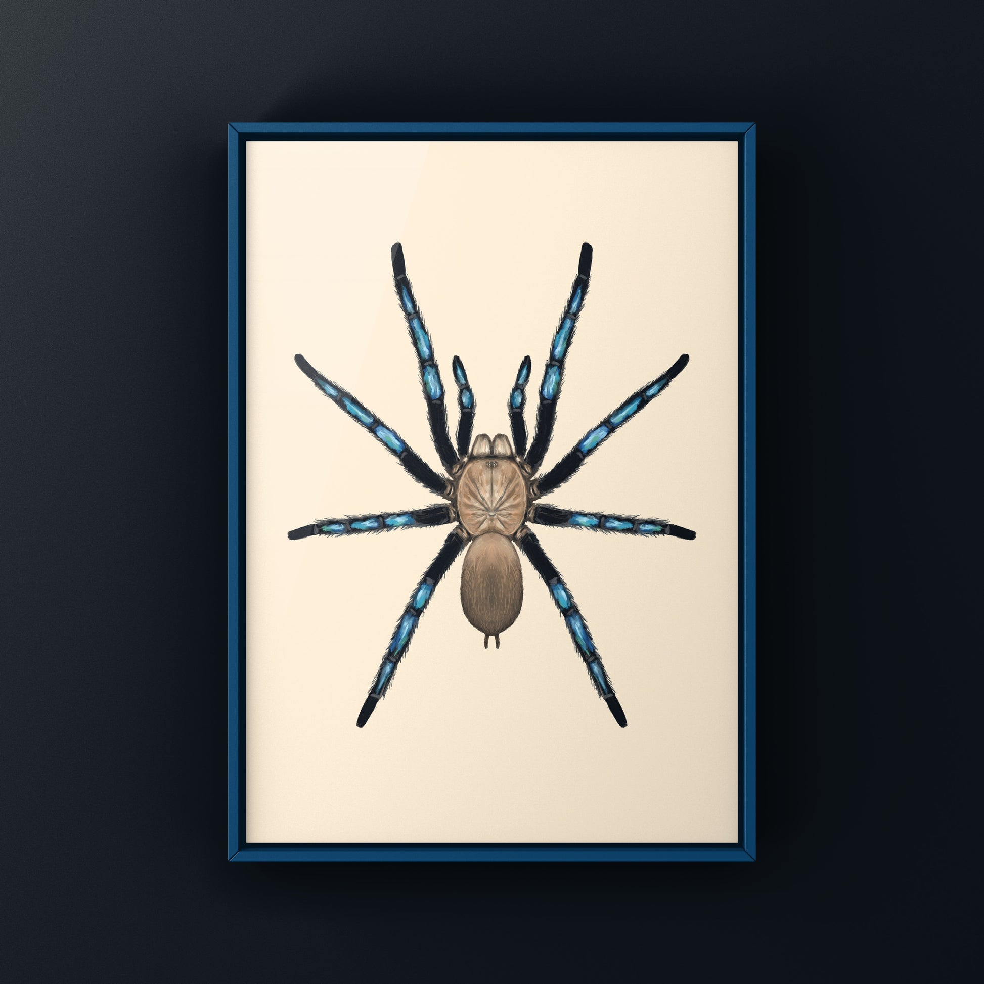 Neon Blue Leg Tarantula, Birupes Simoroxigorum, Photographic Art Print from The Silk Ranch