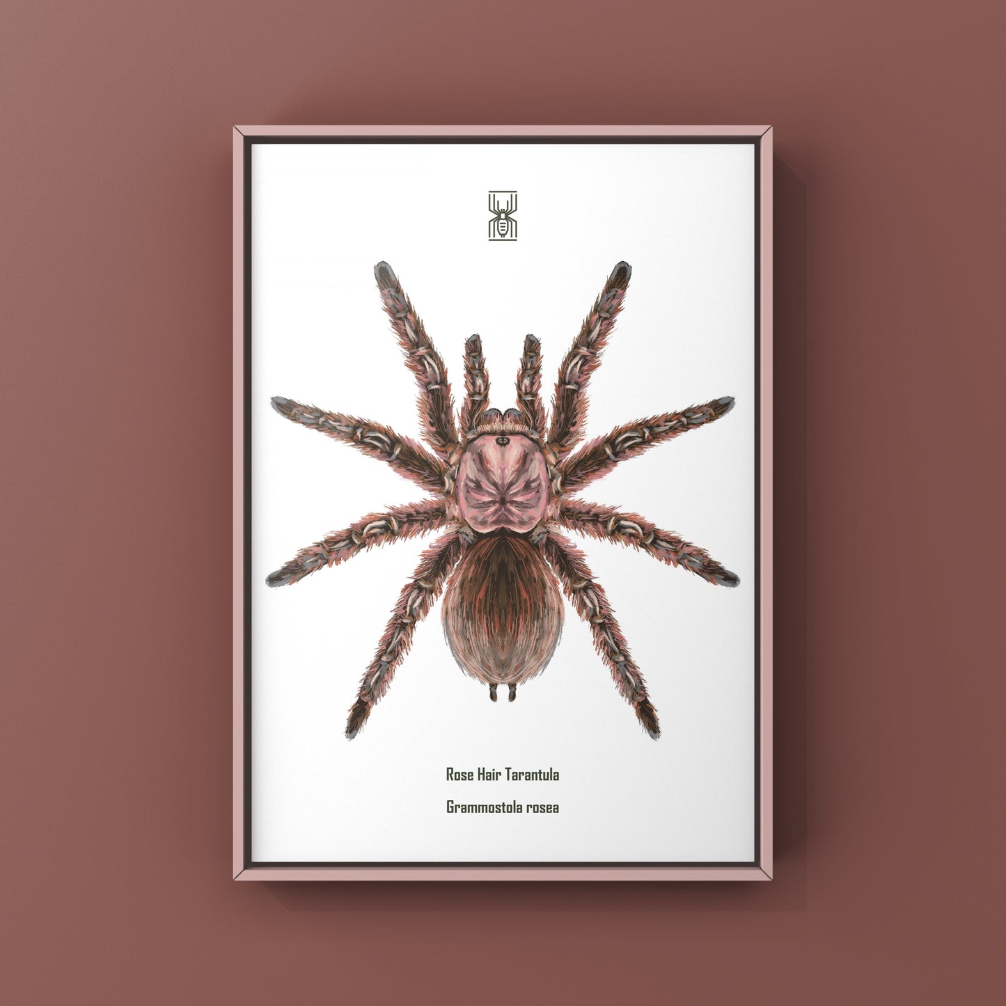 Chilean Rose Hair Tarantula, Grammostola Rosea, Photographic Art Print