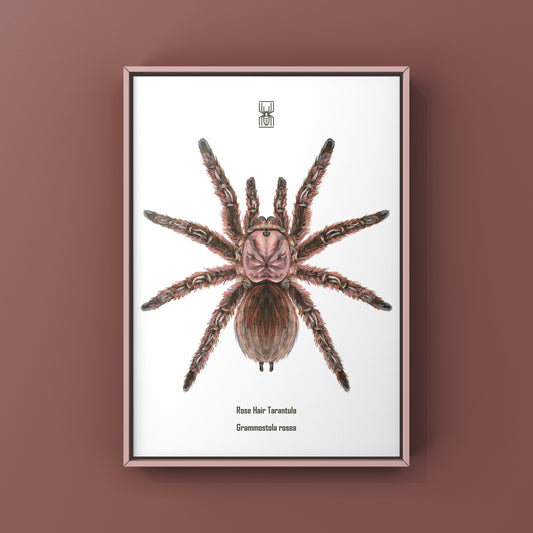 Chilean Rose Hair Tarantula, Grammostola Rosea, Photographic Art Print