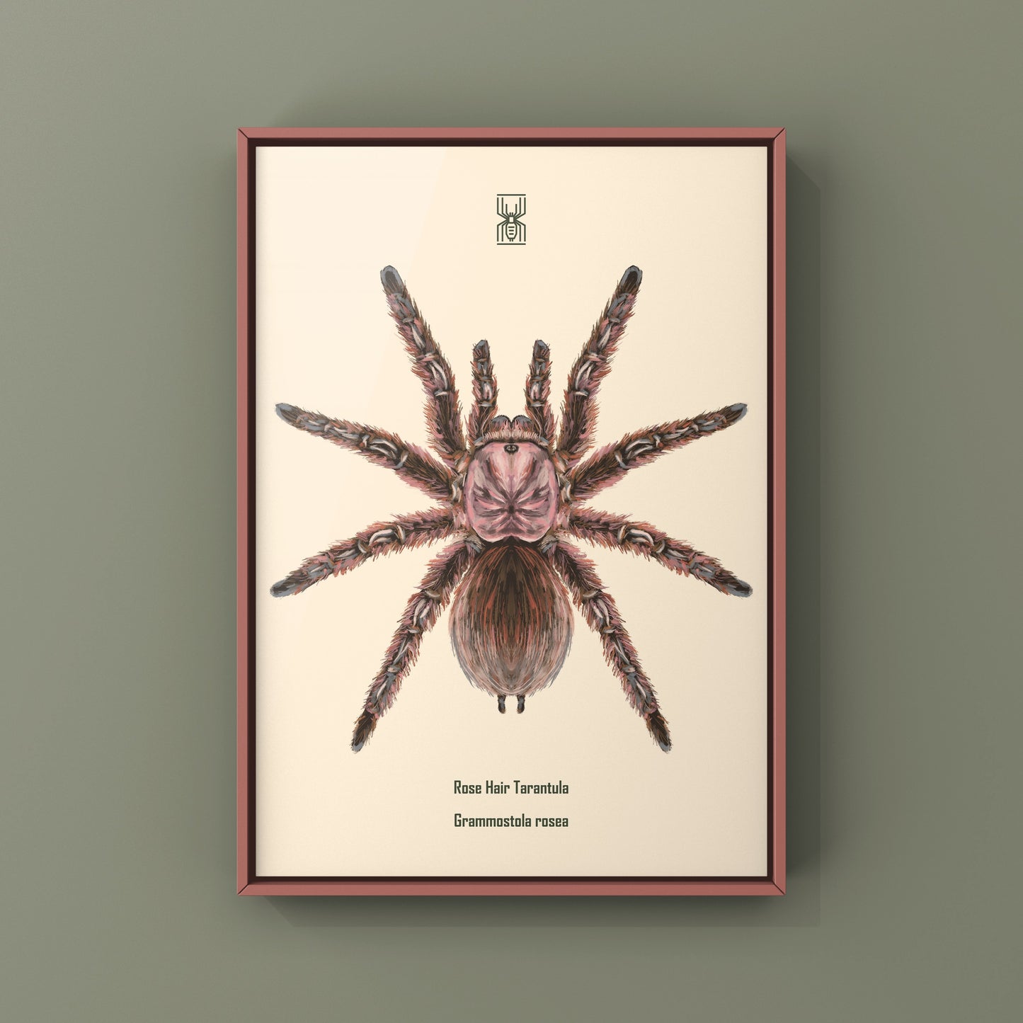 Chilean Rose Hair Tarantula, Grammostola Rosea, Photographic Art Print