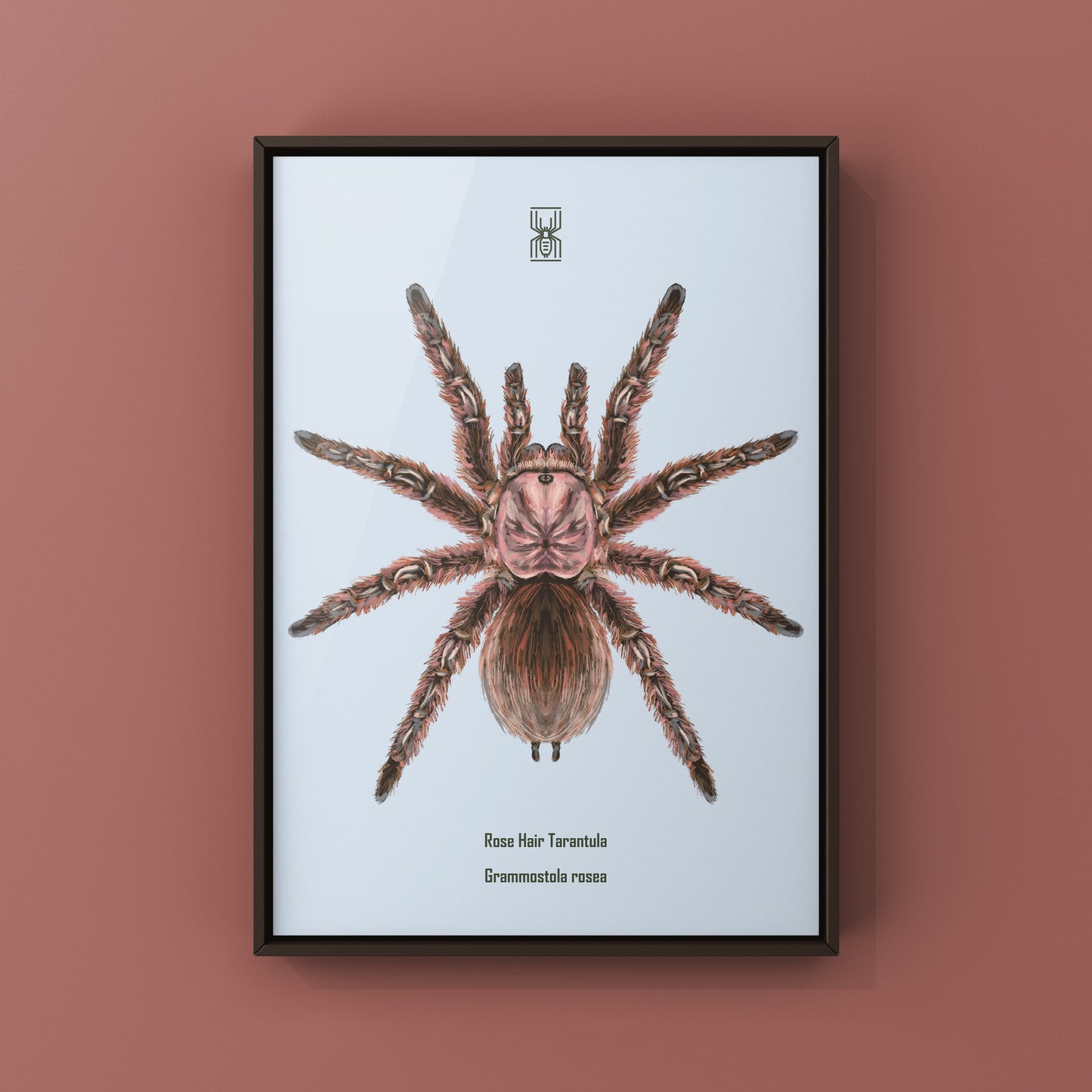 Chilean Rose Hair Tarantula, Grammostola Rosea, Photographic Art Print