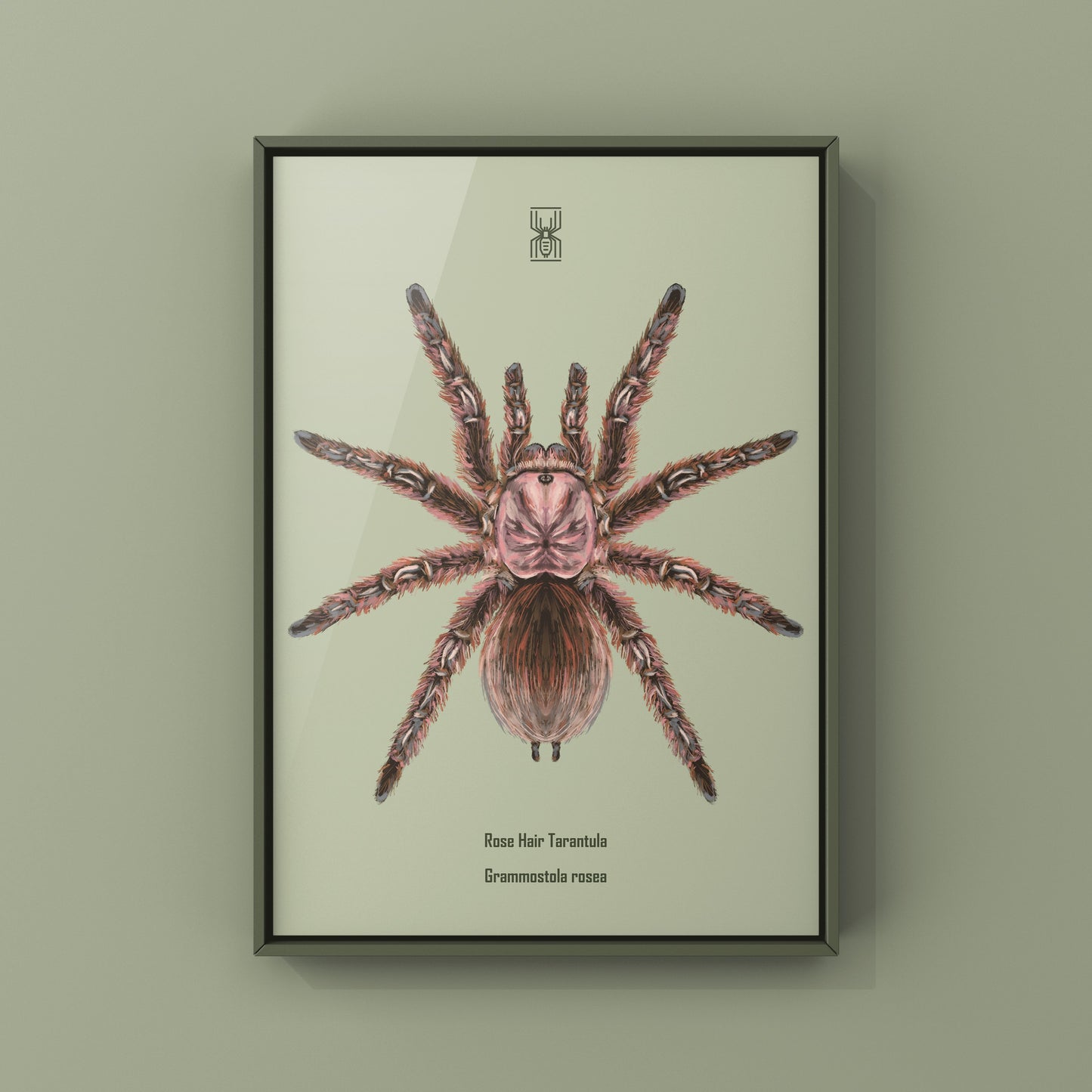 Chilean Rose Hair Tarantula, Grammostola Rosea, Photographic Art Print