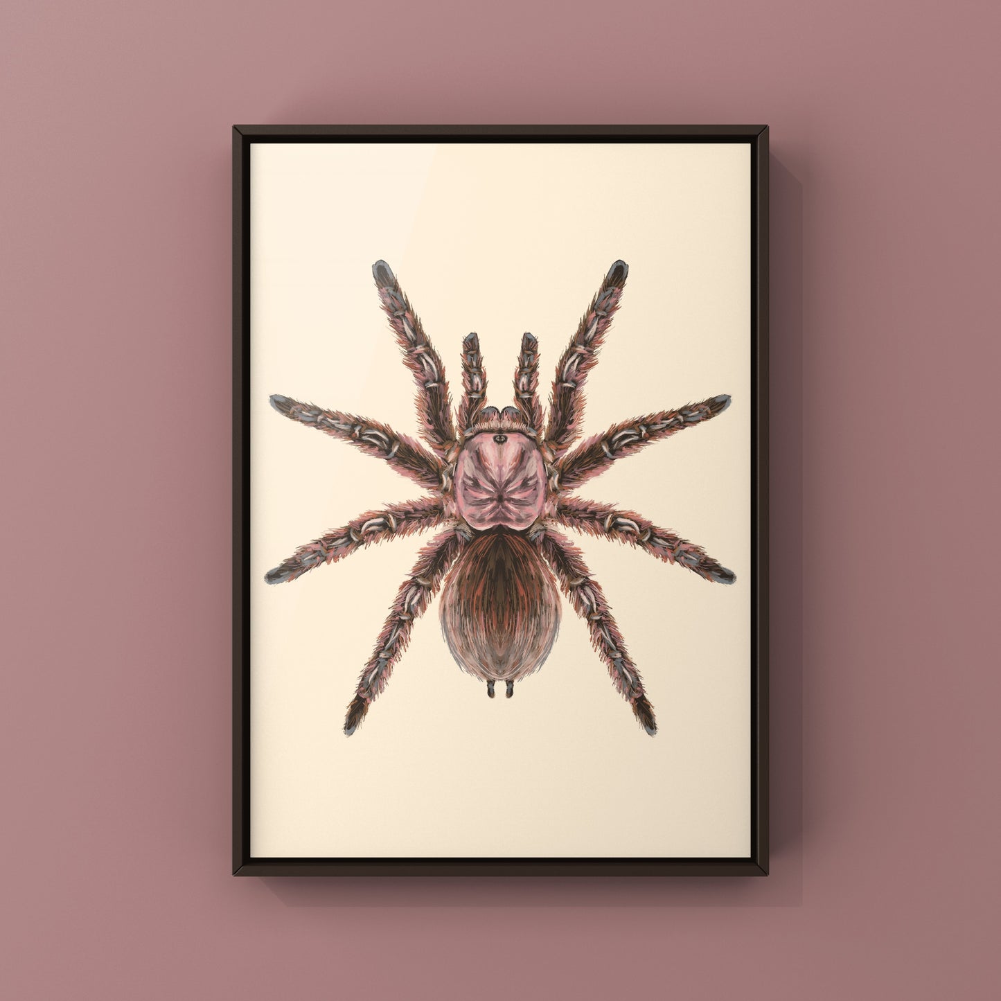 Chilean Rose Hair Tarantula, Grammostola Rosea, Photographic Art Print
