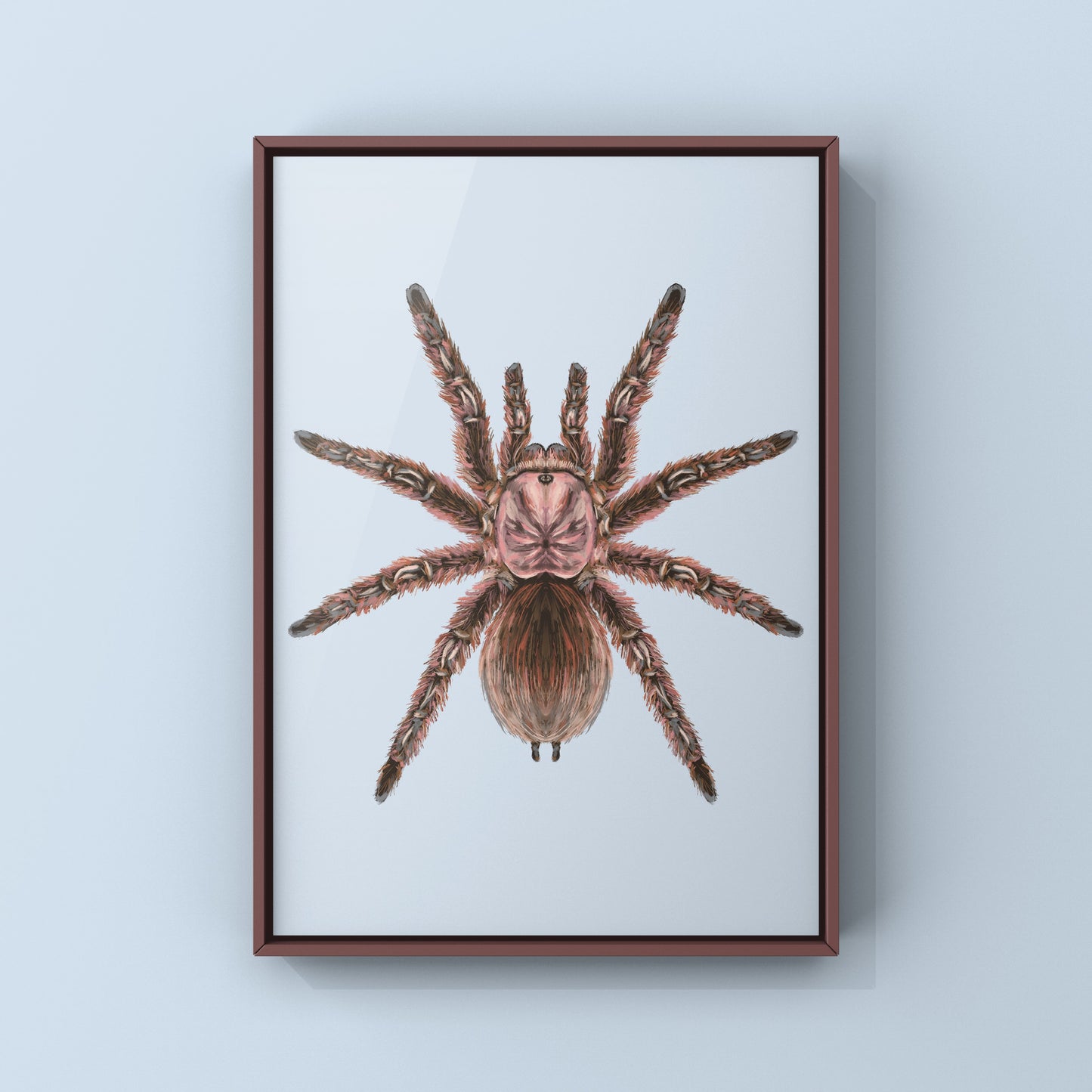 Chilean Rose Hair Tarantula, Grammostola Rosea, Photographic Art Print