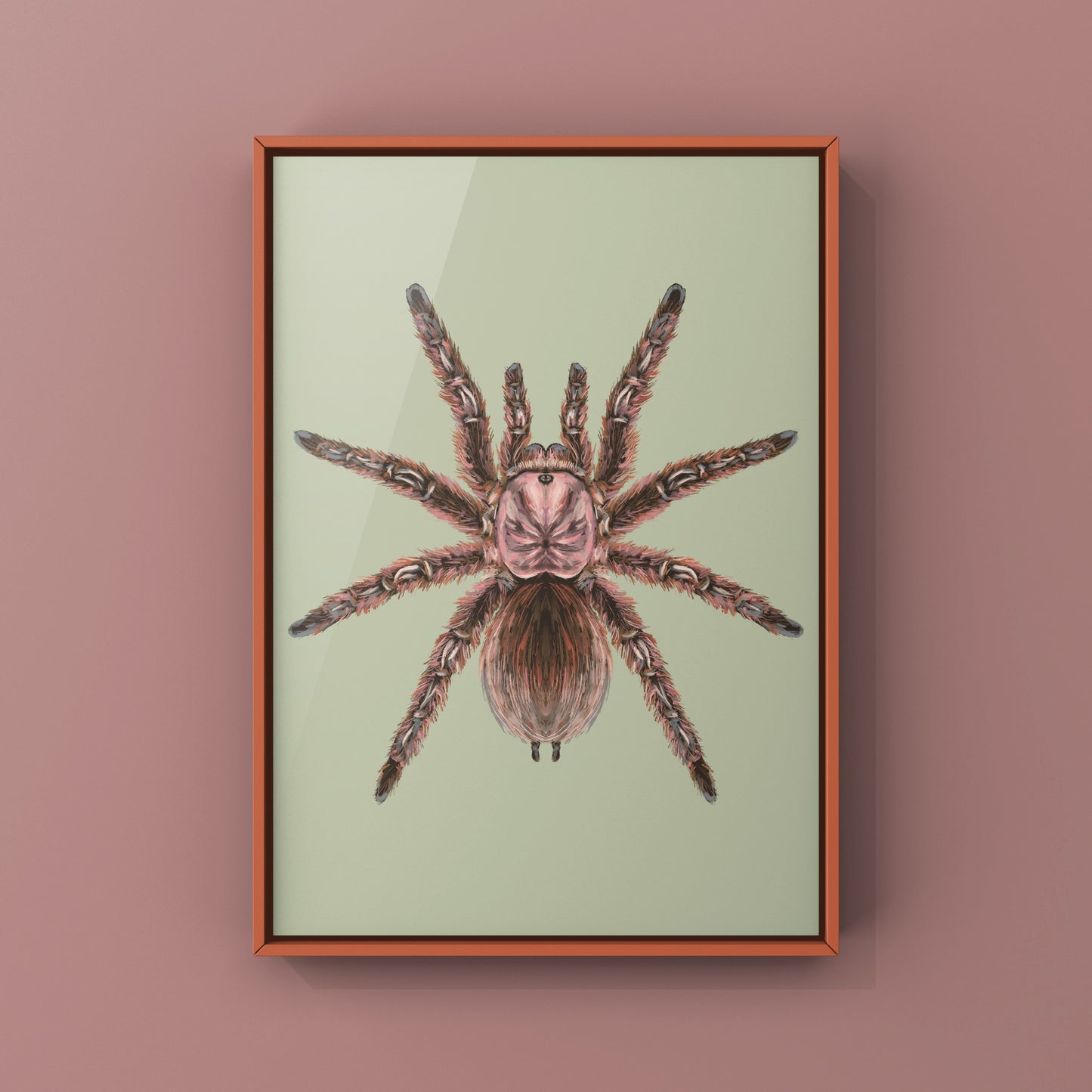 Chilean Rose Hair Tarantula, Grammostola Rosea, Photographic Art Print