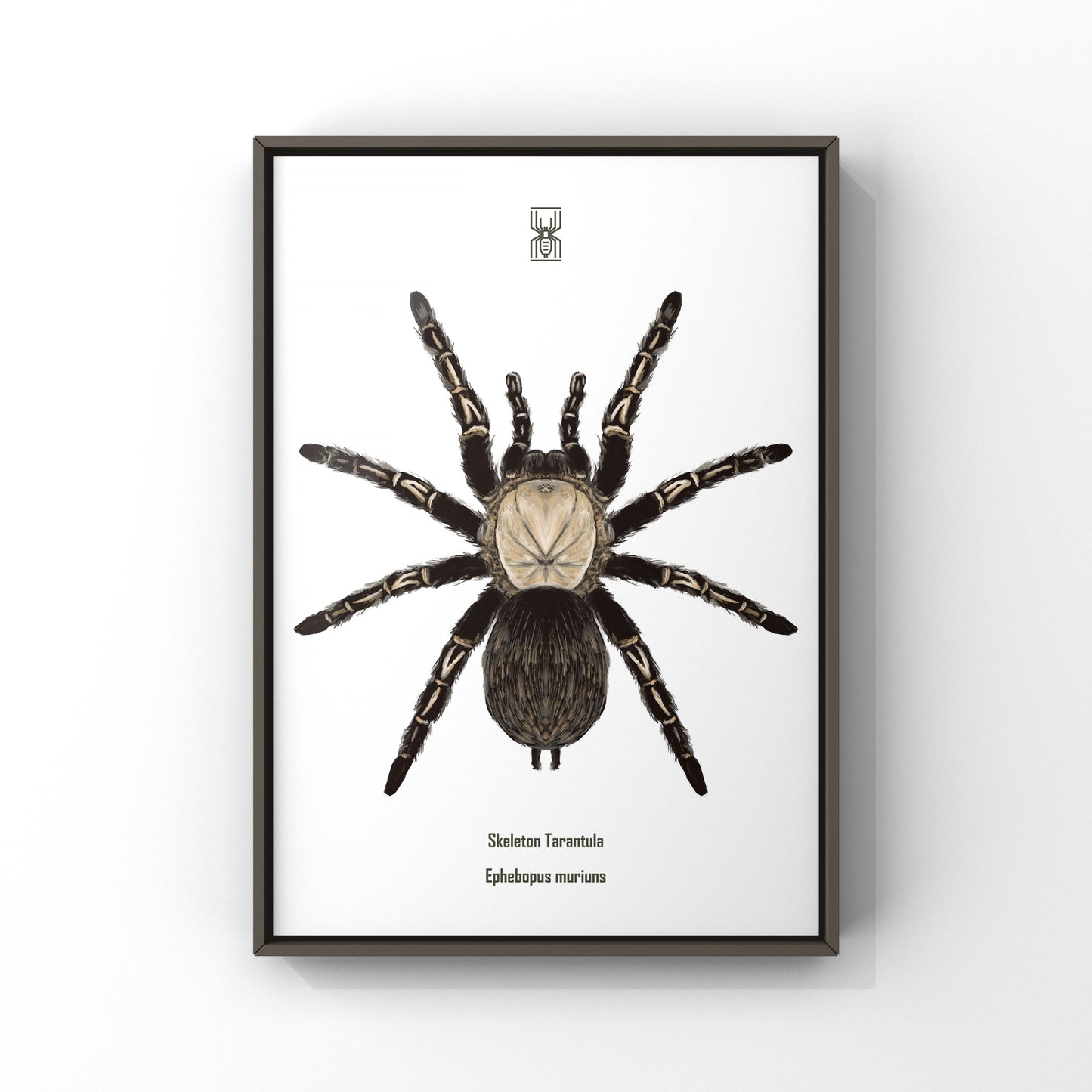 Skeleton Tarantula, Ephebopus Murinus, Photographic Art Print