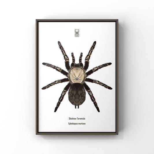 Skeleton Tarantula, Ephebopus Murinus, Photographic Art Print