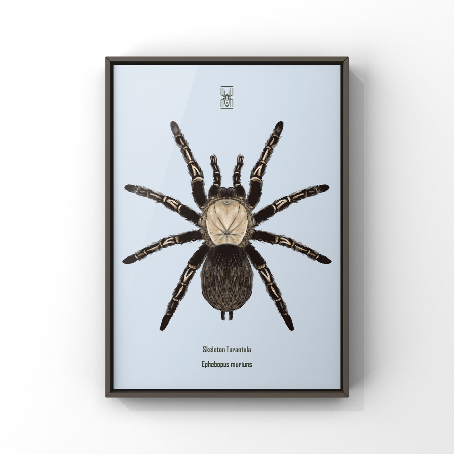 Skeleton Tarantula, Ephebopus Murinus, Photographic Art Print