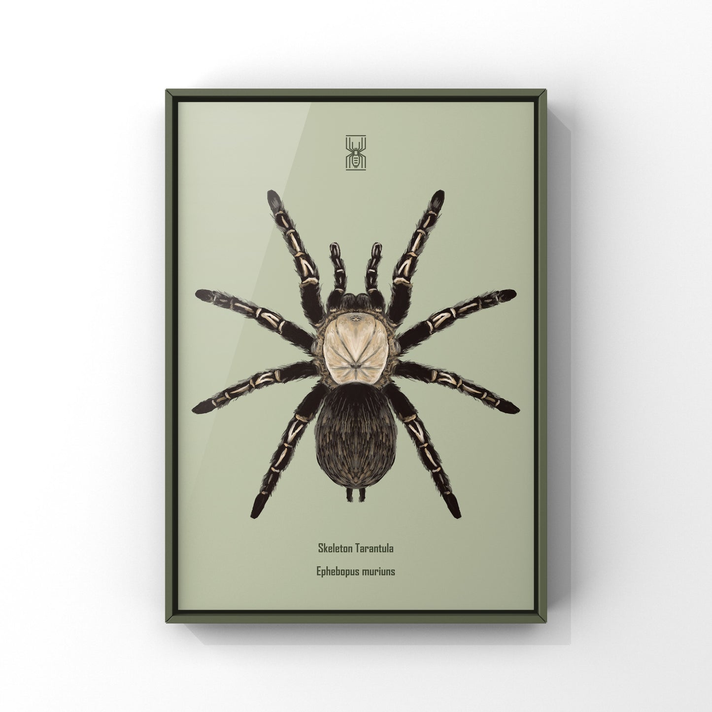 Skeleton Tarantula, Ephebopus Murinus, Photographic Art Print