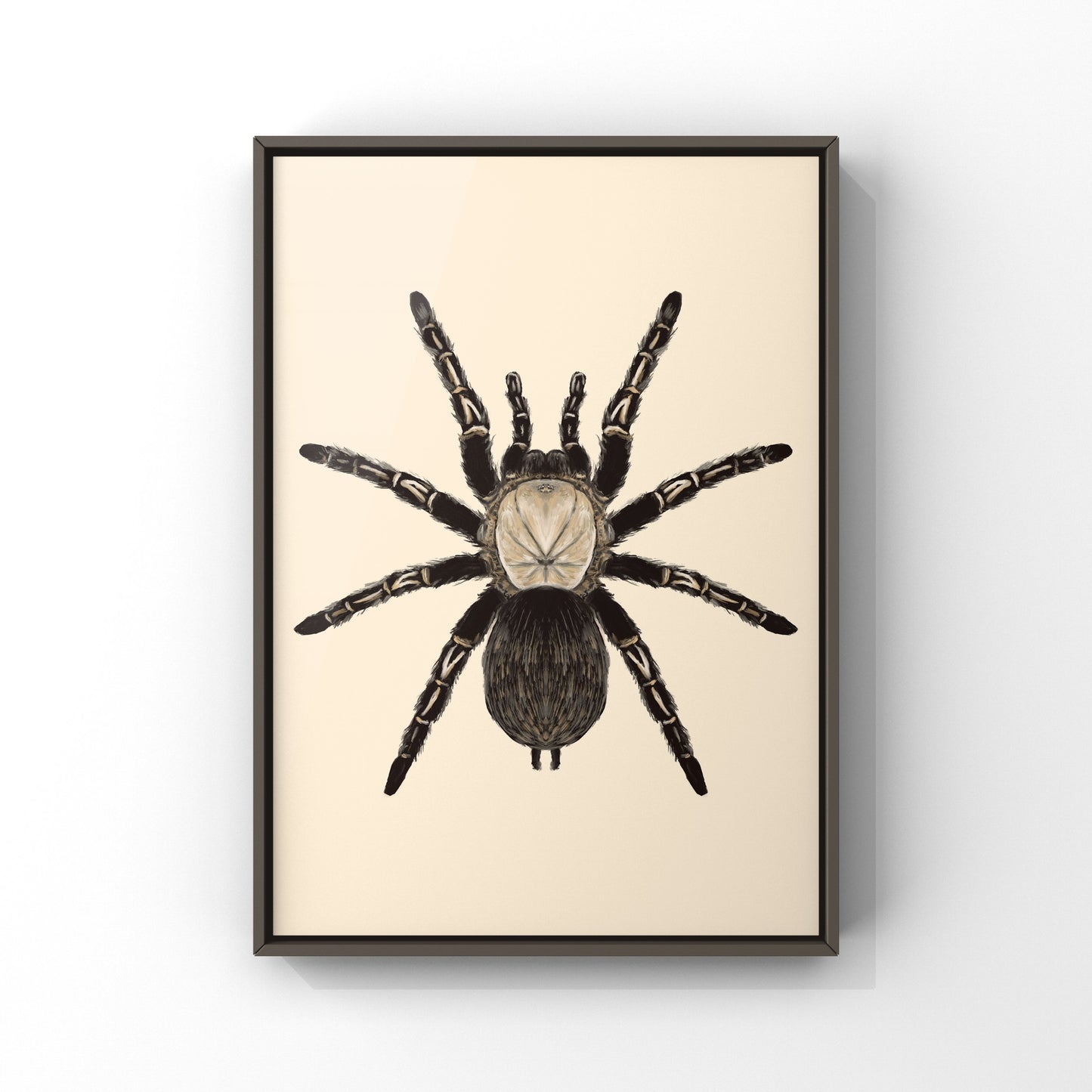 Skeleton Tarantula, Ephebopus Murinus, Photographic Art Print