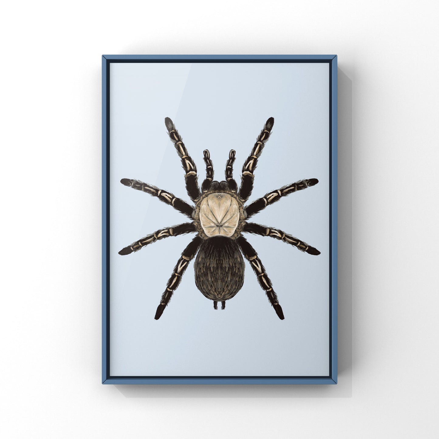Skeleton Tarantula, Ephebopus Murinus, Photographic Art Print