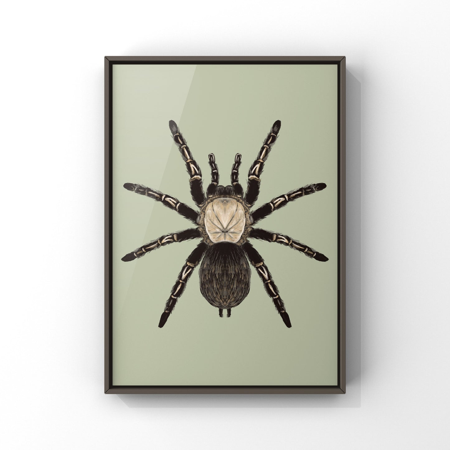 Skeleton Tarantula, Ephebopus Murinus, Photographic Art Print