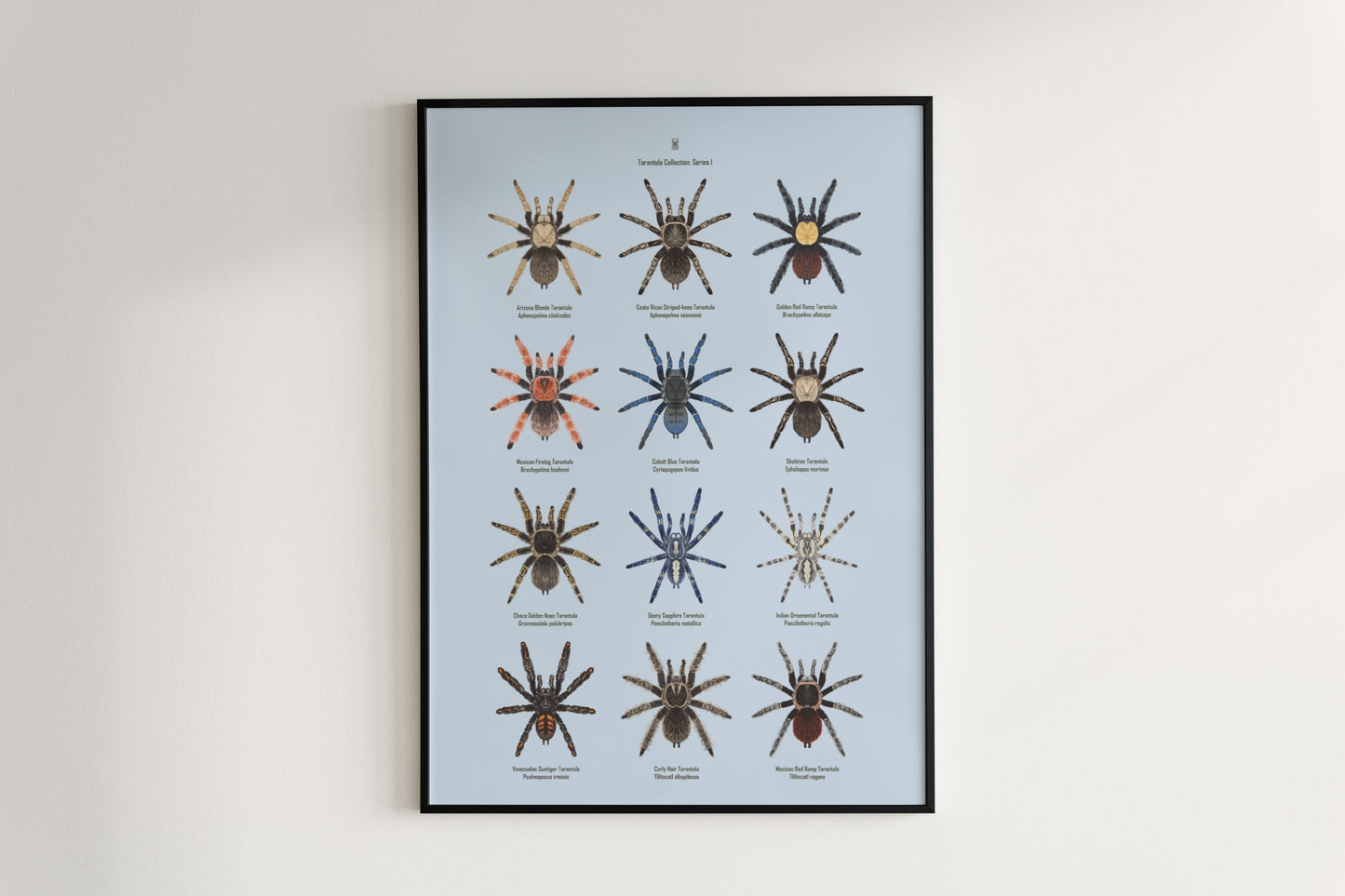 Tarantula Collection: Series I Poster