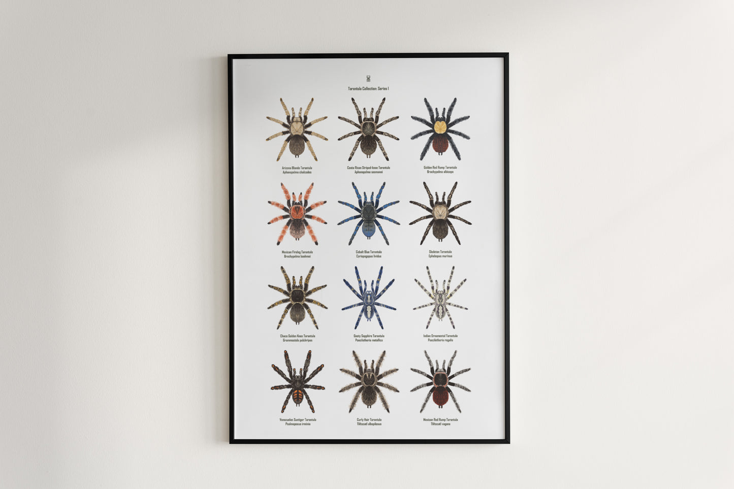 Tarantula Collection: Series I Poster