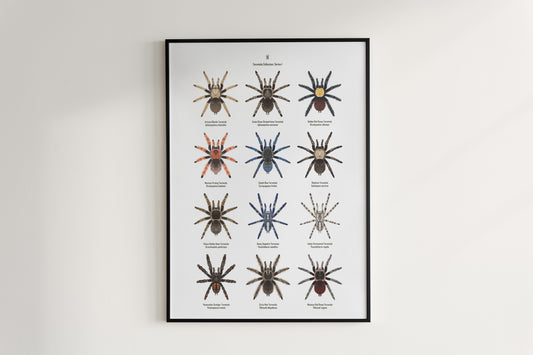 Tarantula Collection: Series I Poster