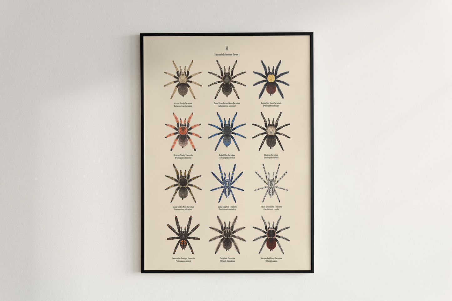 Tarantula Collection: Series I Poster