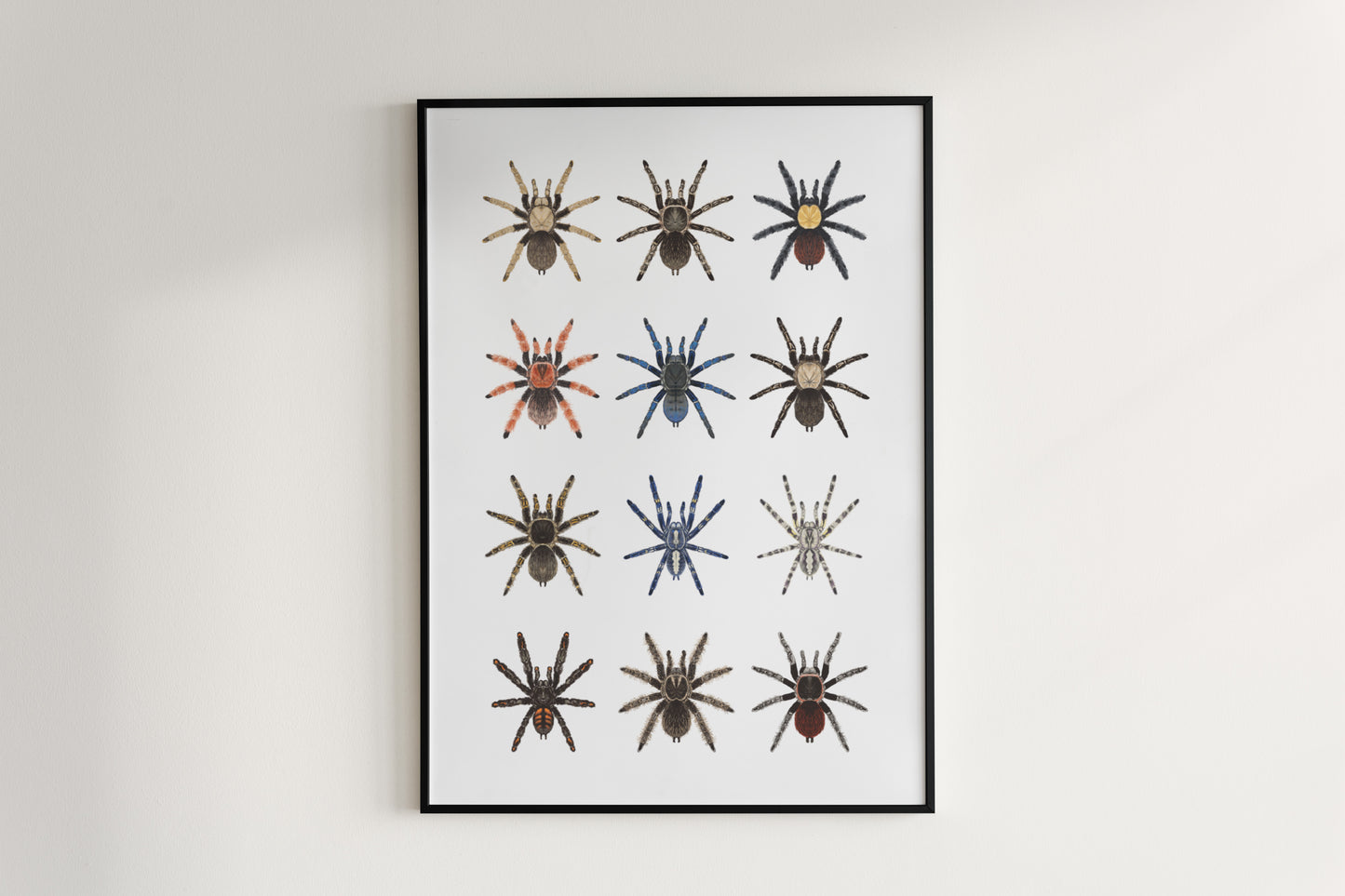 Tarantula Collection: Series I Poster