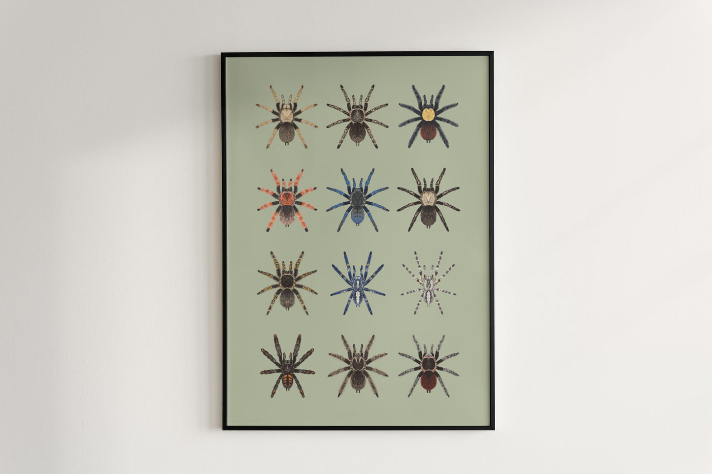 Tarantula Collection: Series I Poster