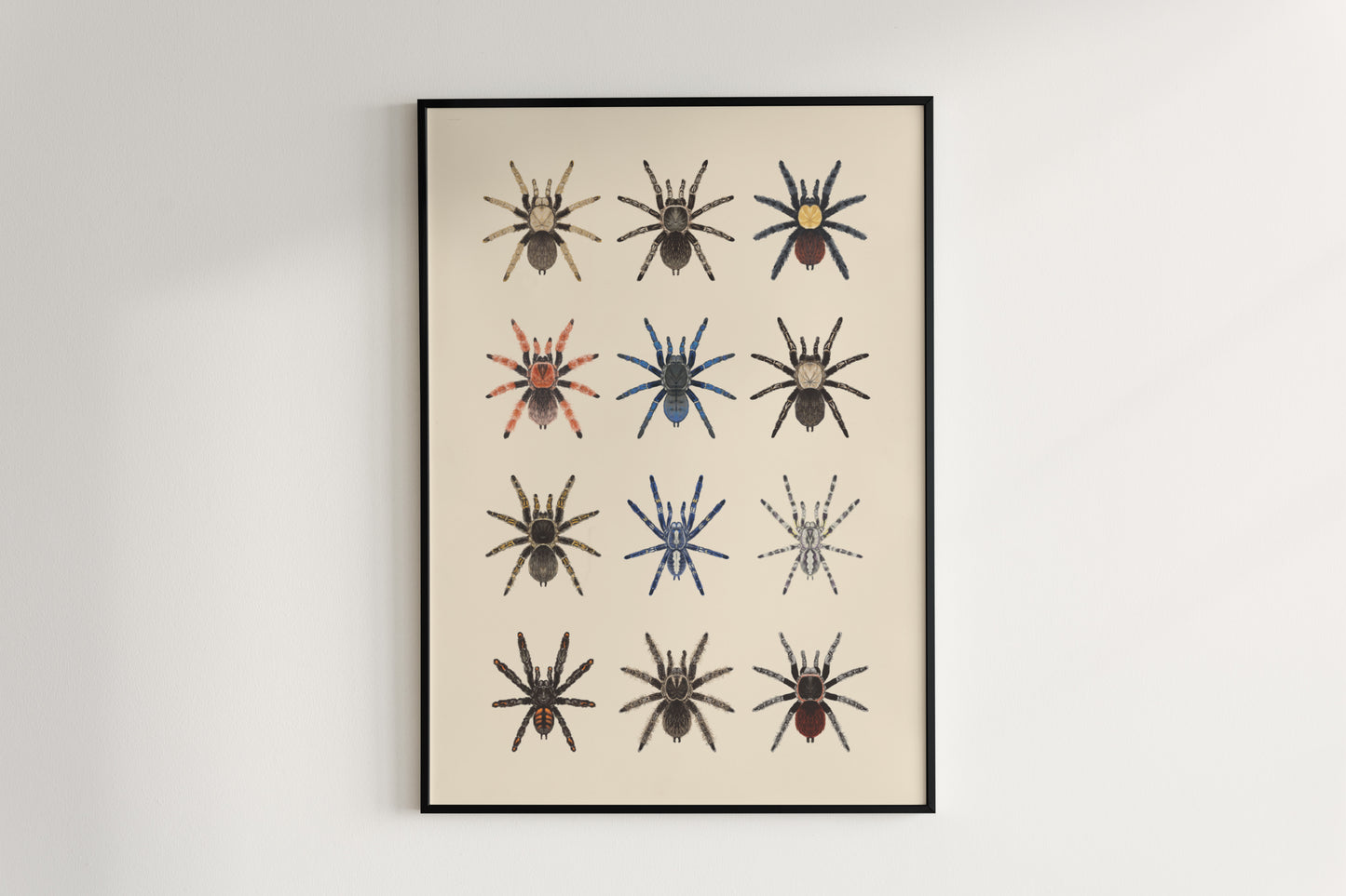 Tarantula Collection: Series I Poster