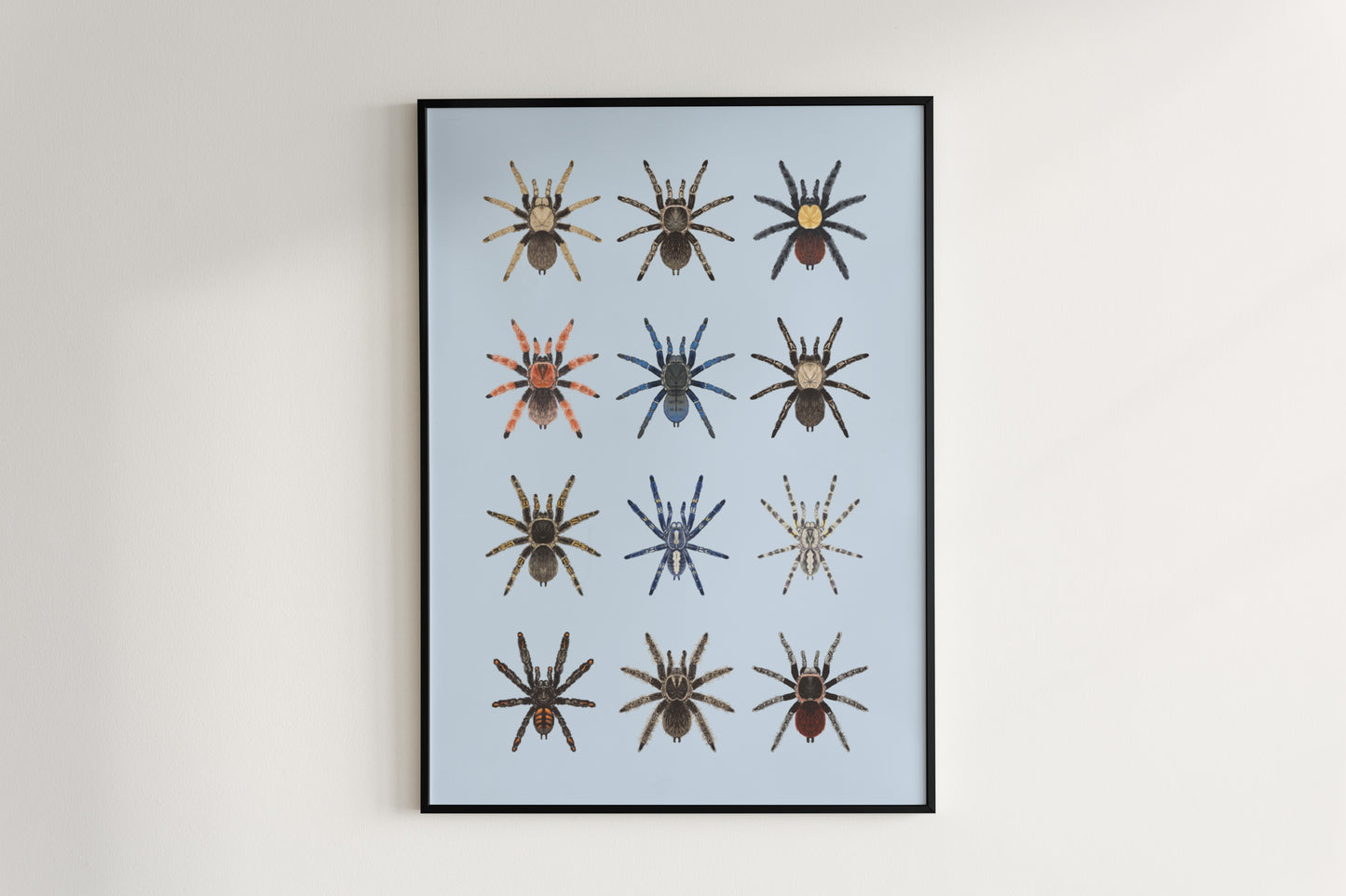 Tarantula Collection: Series I Poster