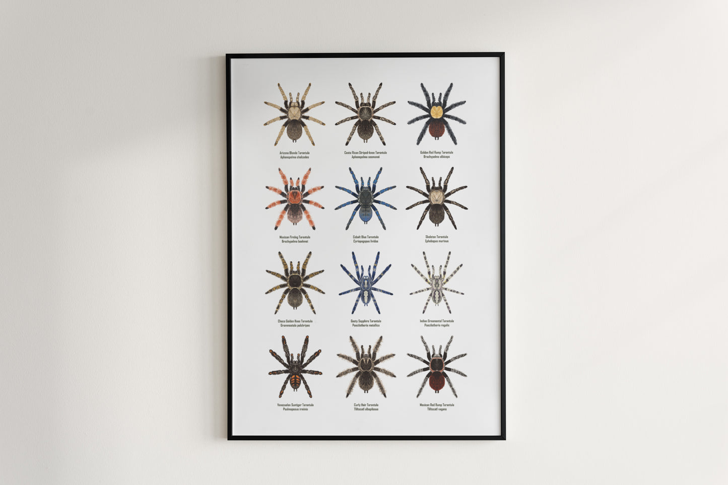 Tarantula Collection: Series I Poster