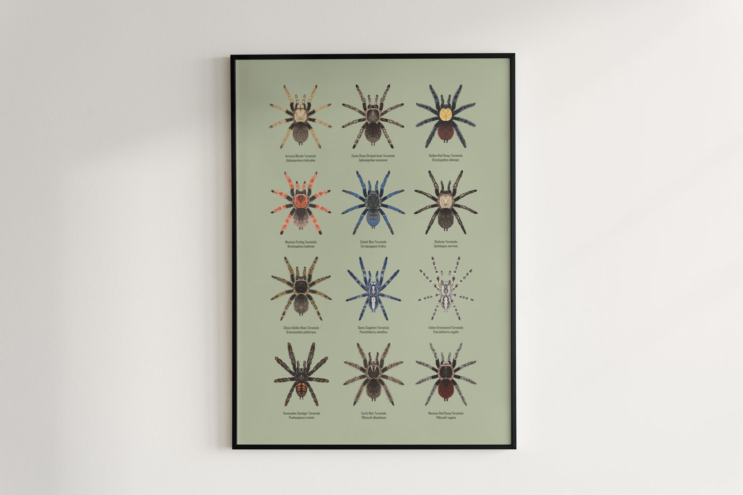 Tarantula Collection: Series I Poster