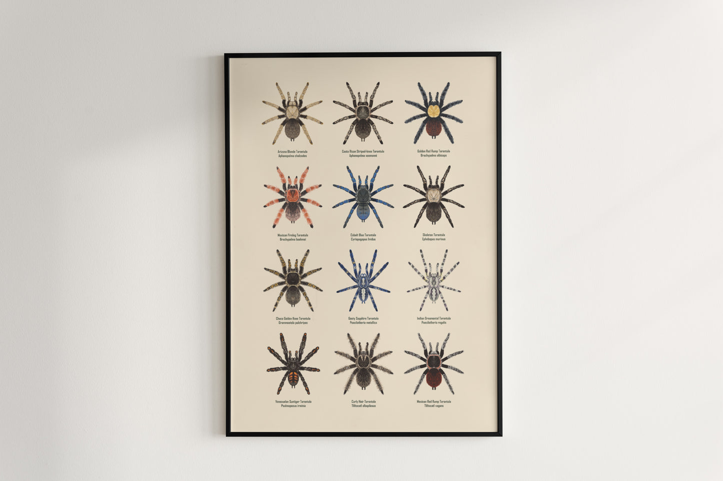 Tarantula Collection: Series I Poster