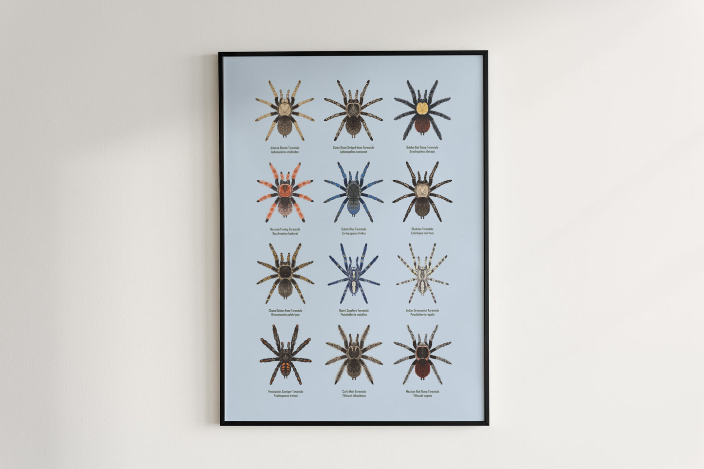 Tarantula Collection: Series I Poster