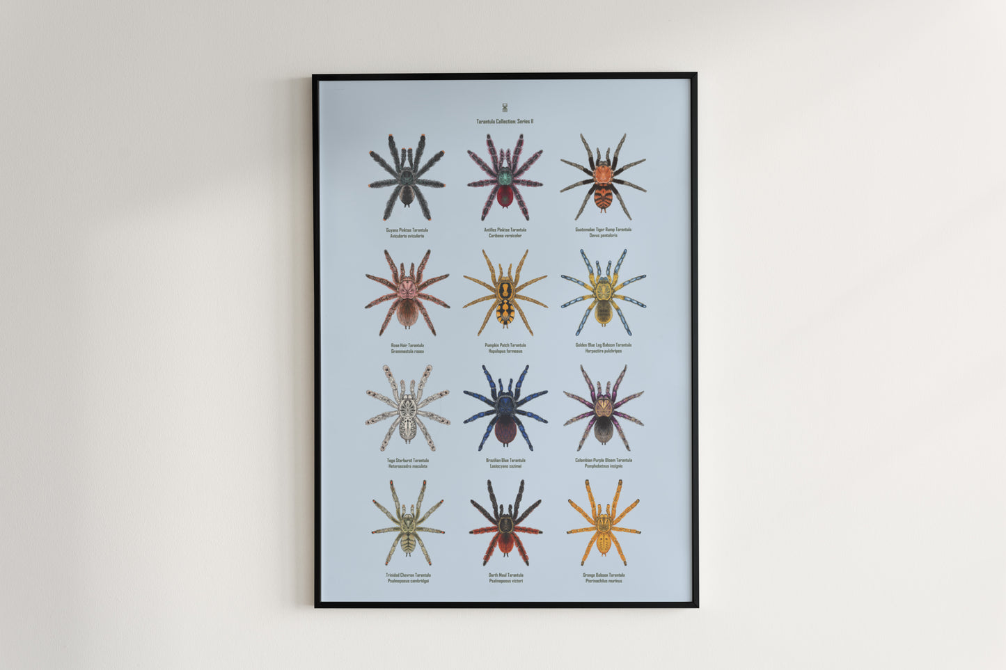 Tarantula Collection: Series II Poster