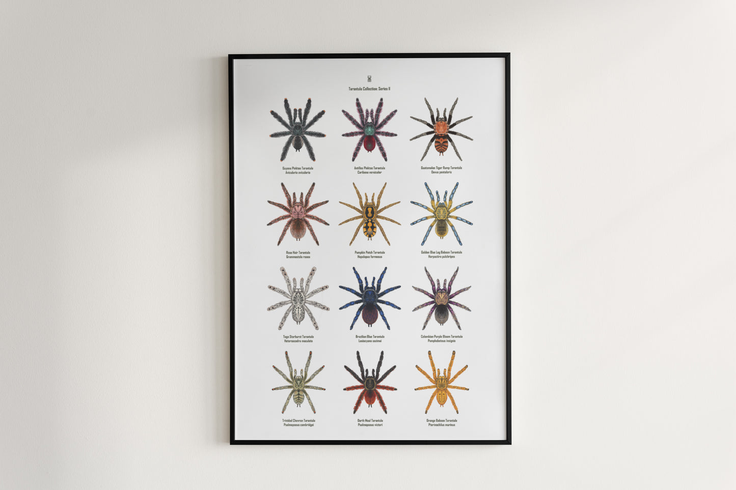 Tarantula Collection: Series II Poster