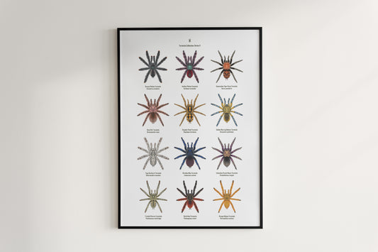 Tarantula Collection: Series II Poster