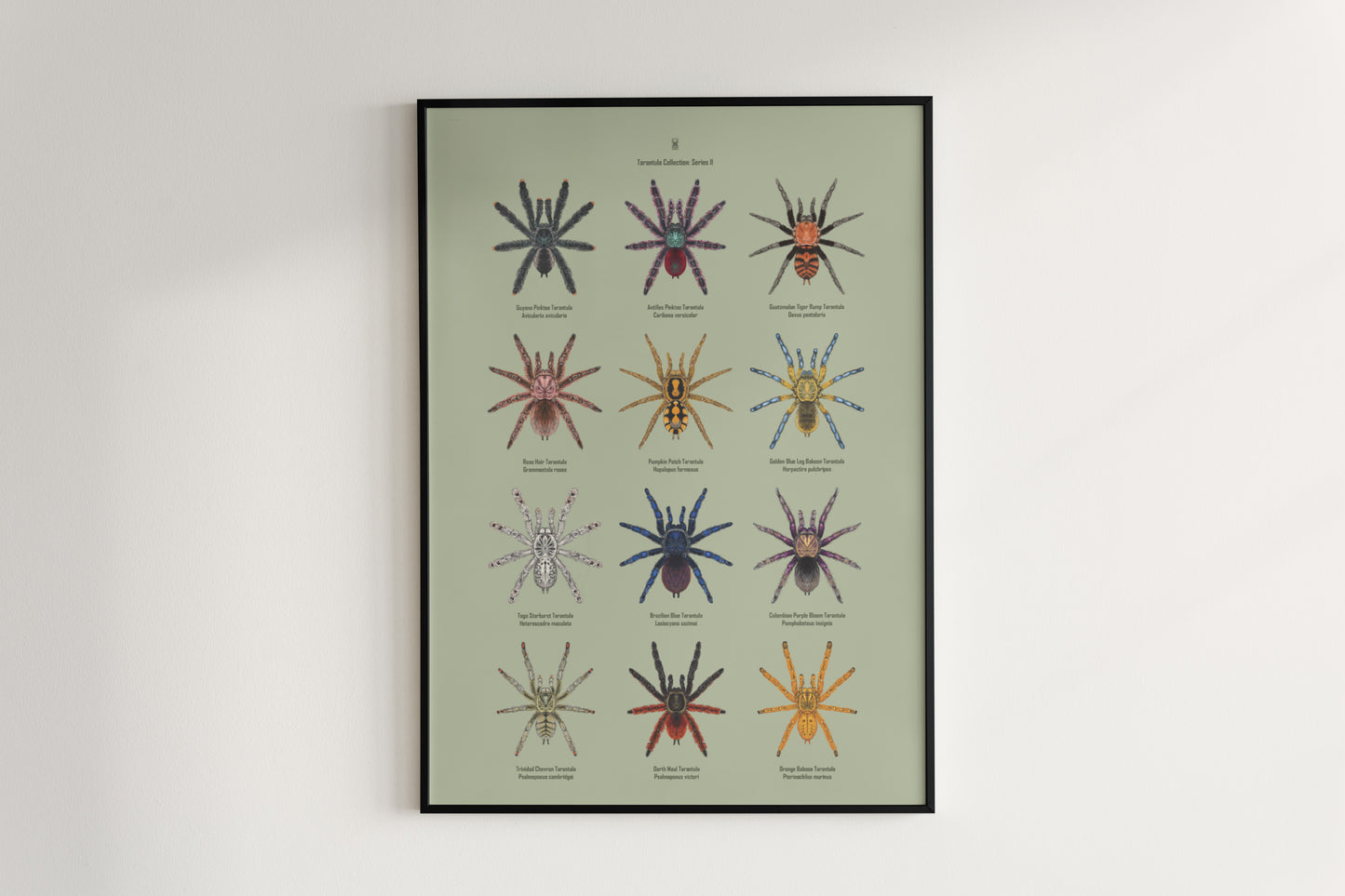 Tarantula Collection: Series II Poster