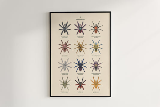 Tarantula Collection: Series II Poster