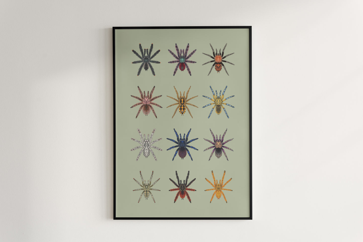Tarantula Collection: Series II Poster