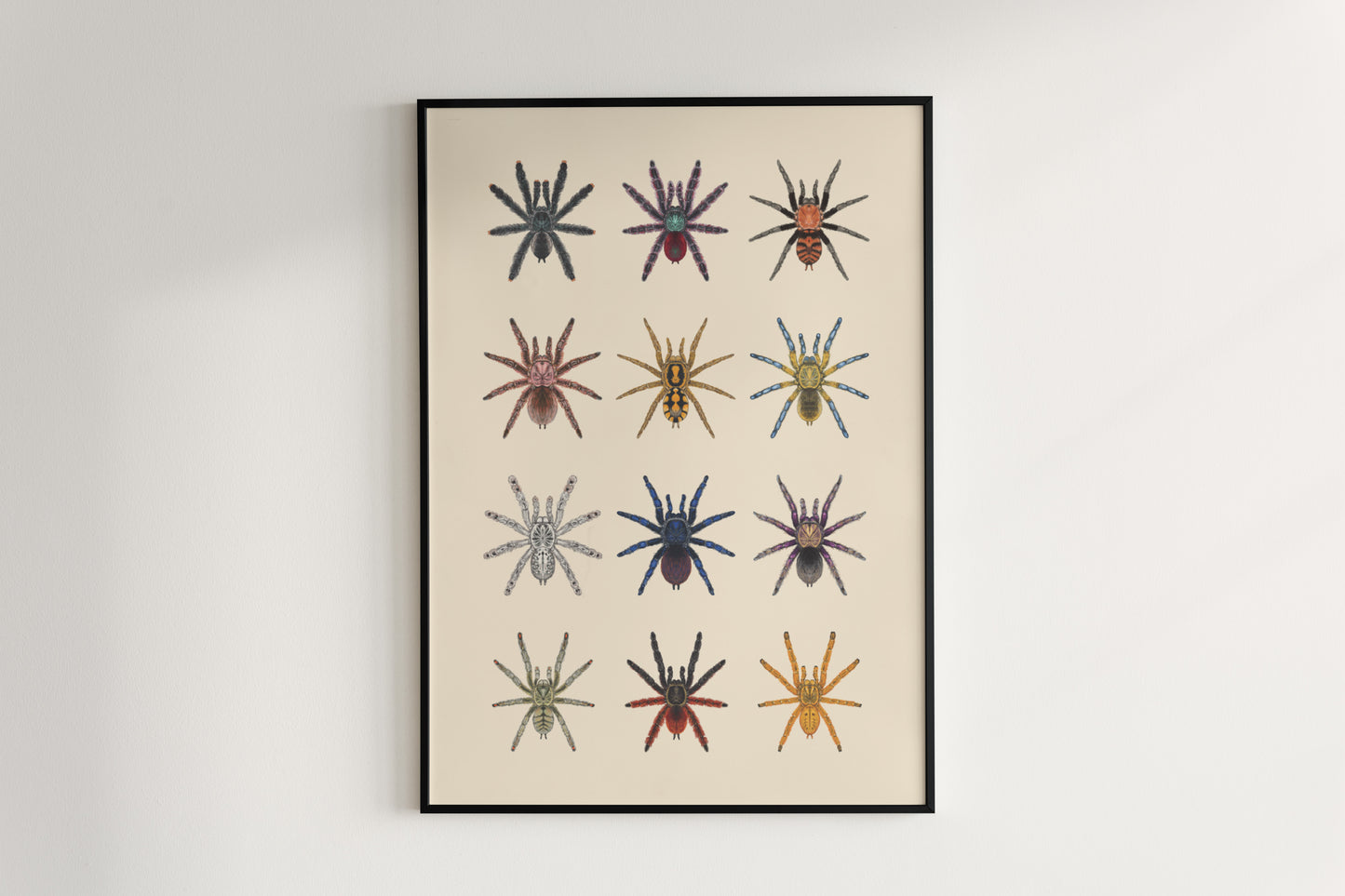 Tarantula Collection: Series II Poster