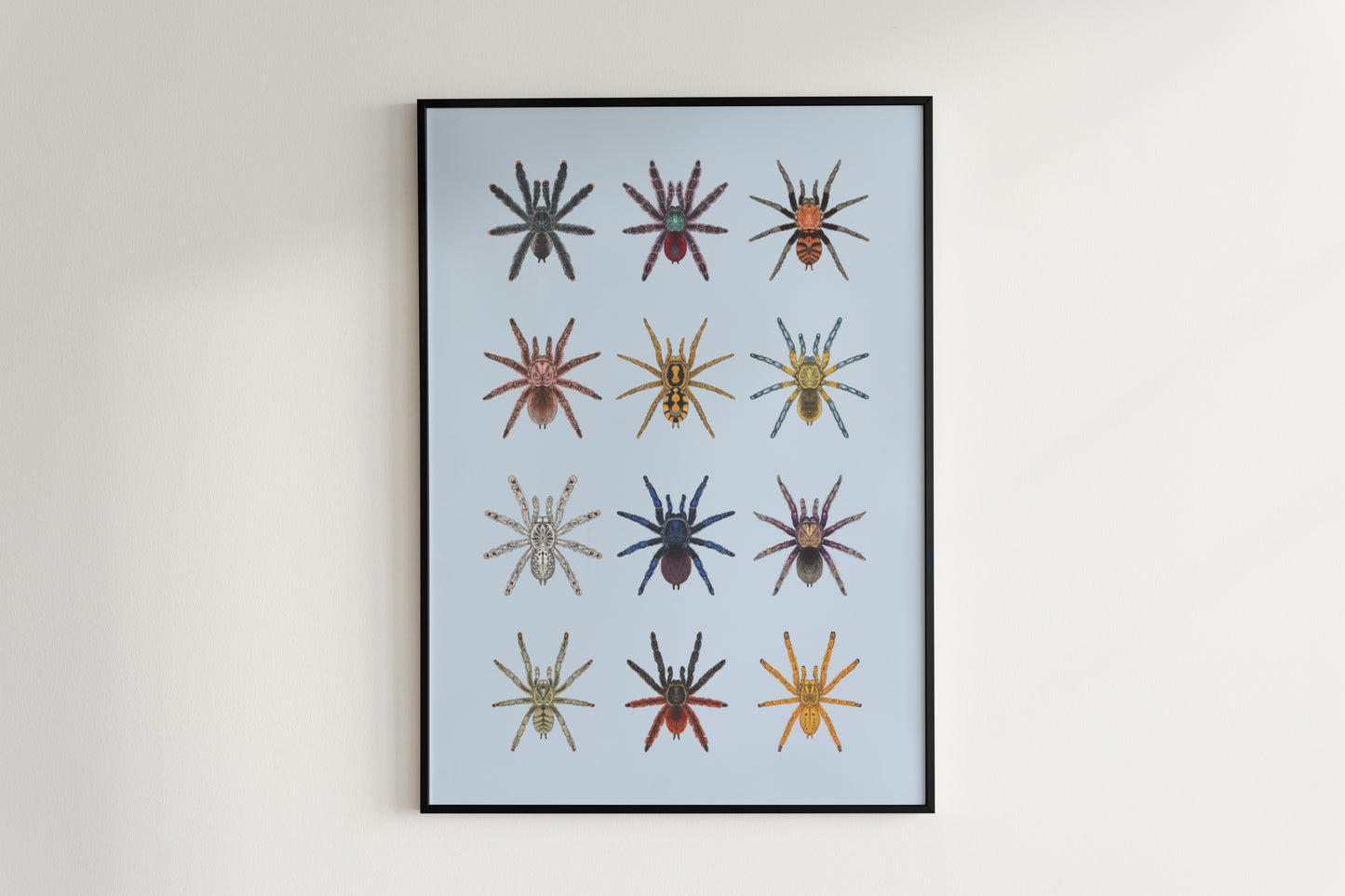 Tarantula Collection: Series II Poster