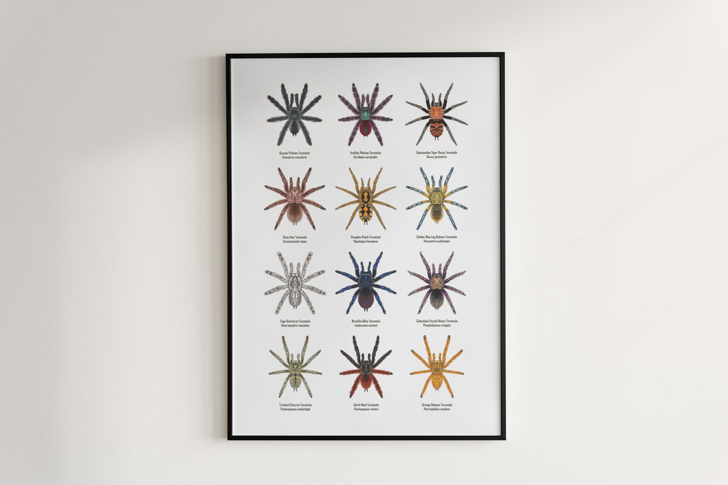Tarantula Collection: Series II Poster