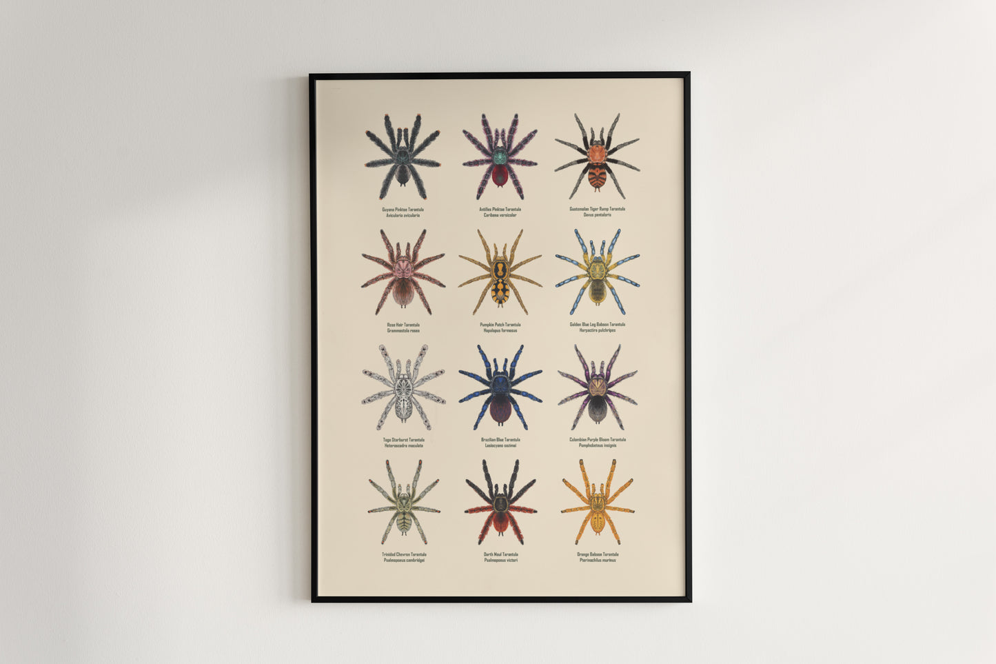 Tarantula Collection: Series II Poster