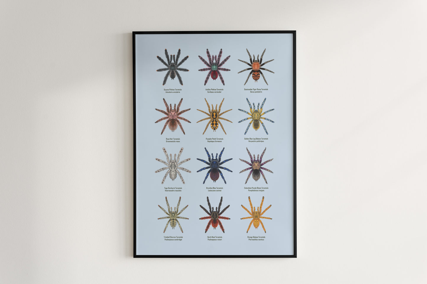 Tarantula Collection: Series II Poster
