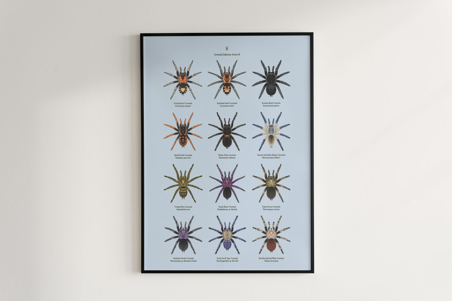 Tarantula Collection: Series III Poster
