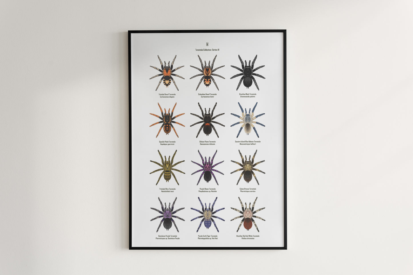 Tarantula Collection: Series III Poster