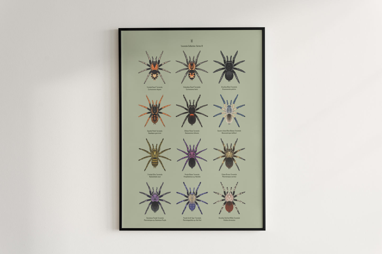Tarantula Collection: Series III Poster