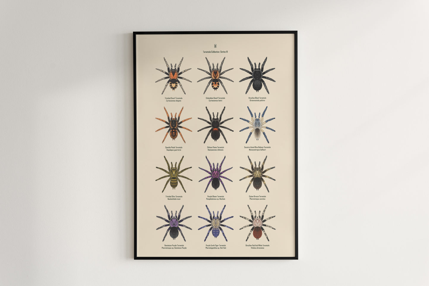 Tarantula Collection: Series III Poster