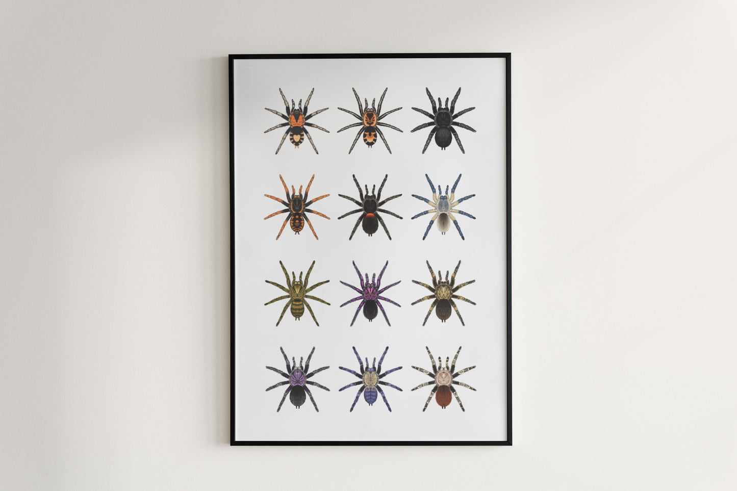 Tarantula Collection: Series III Poster