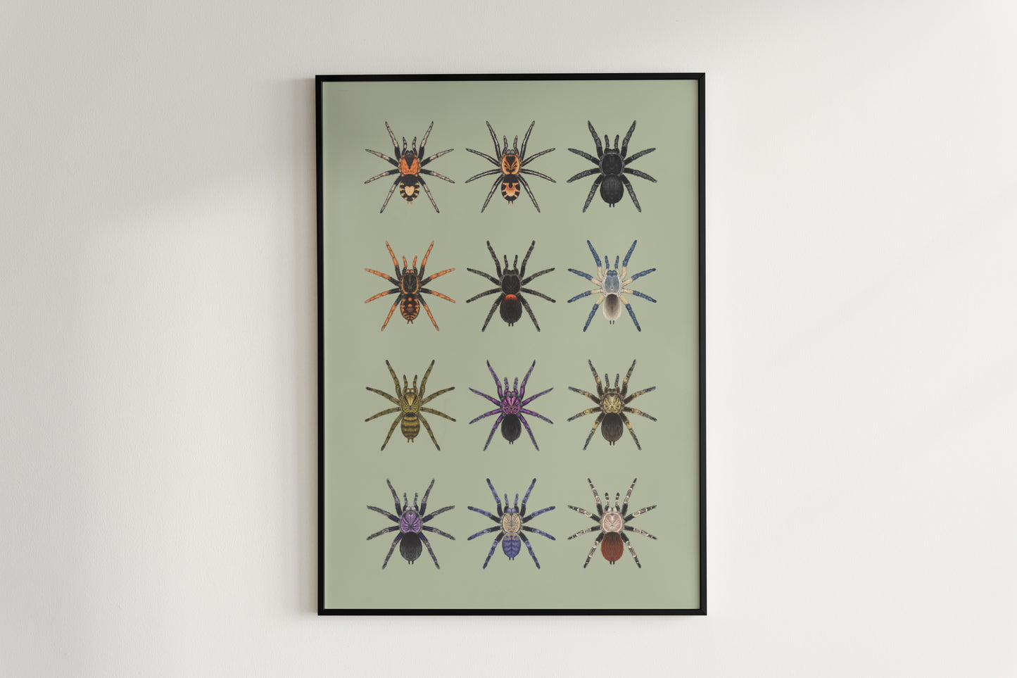 Tarantula Collection: Series III Poster