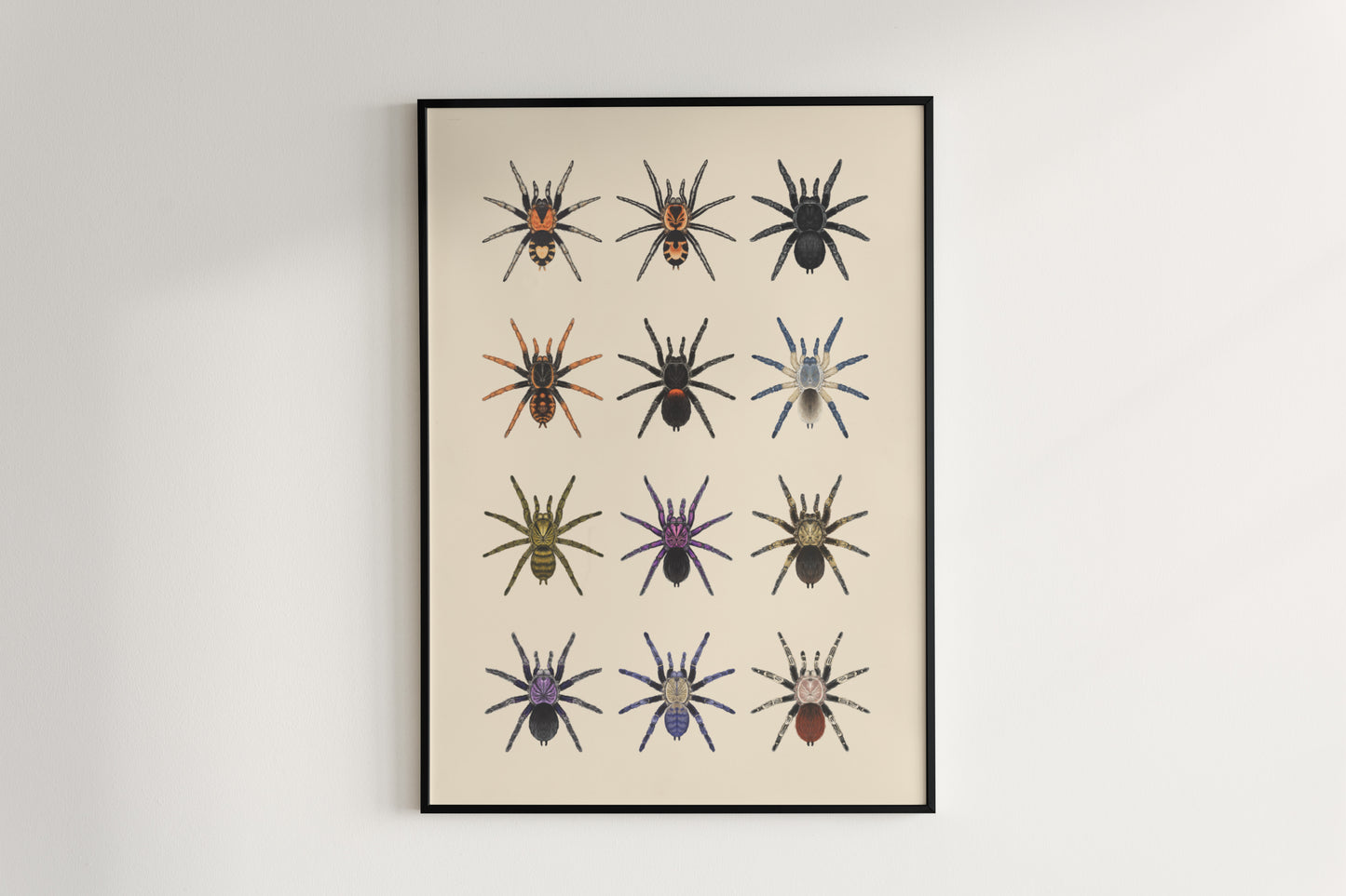 Tarantula Collection: Series III Poster