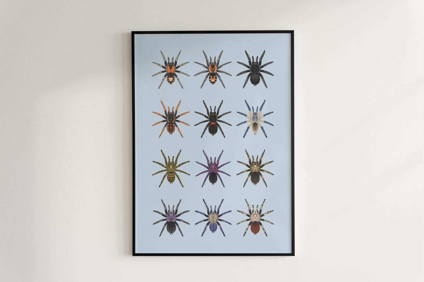 Tarantula Collection: Series III Poster