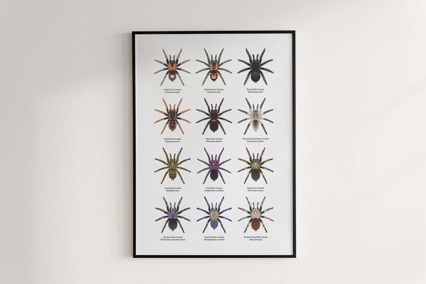 Tarantula Collection: Series III Poster